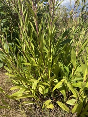 Eurybia spectabilis
