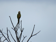 Eupsittula cactorum