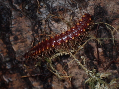 Nearctodesmidae