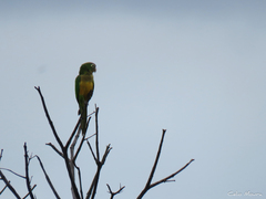 Eupsittula cactorum