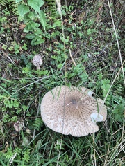 Macrolepiota