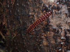 Nearctodesmidae