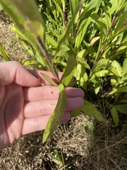 Eurybia spectabilis