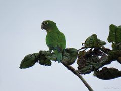 Eupsittula cactorum