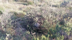 Stegodyphus dumicola