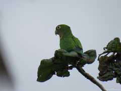 Eupsittula cactorum