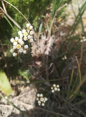 Helichrysum teretifolium