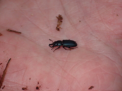 Platycerus oregonensis