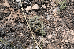 Polemoniaceae