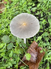 Coprinopsis lagopus