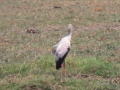 Mycteria ibis
