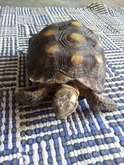 Gopherus berlandieri