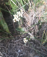 Helichrysum teretifolium