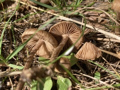 Inocybe calospora