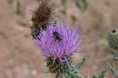 Cirsium undulatum