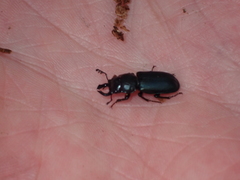 Platycerus oregonensis