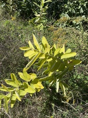 Asclepias syriaca
