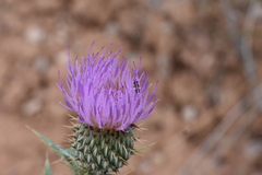 Cirsium undulatum