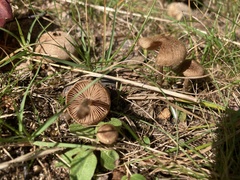 Inocybe calospora
