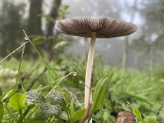 Coprinopsis lagopus