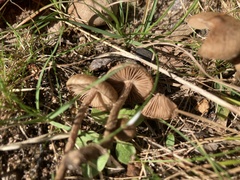 Inocybe calospora