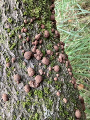 Hypoxylon fragiforme