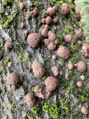 Hypoxylon fragiforme
