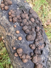 Hypoxylon fragiforme