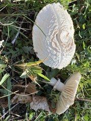 Agaricineae