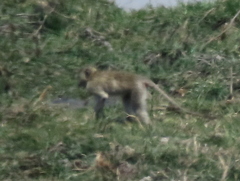 Chlorocebus cynosuros