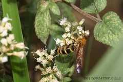 Megacampsomeris prismatica