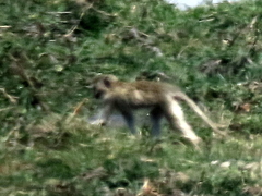Chlorocebus cynosuros