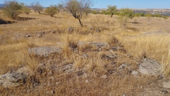 Celtica gigantea