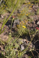 Hysterionica jasionoides