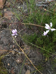 Prismatocarpus diffusus