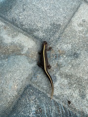Triturus carnifex