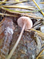 Mycena rosella