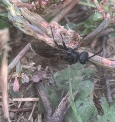 Tiphiinae