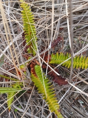 Polystichum munitum