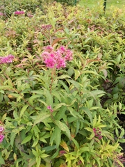 Spiraea