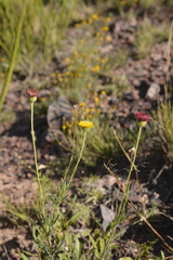 Hysterionica jasionoides