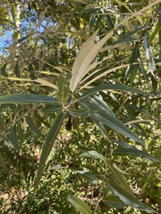 Salix nigra