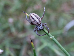 Stegodyphus lineatus