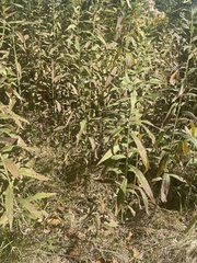 Eupatorium altissimum