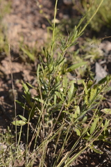 Hysterionica jasionoides