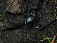 Carabus glabratus