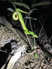 Trimeresurus albolabris