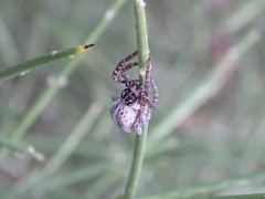 Stegodyphus lineatus