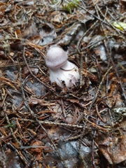 Cortinarius traganus