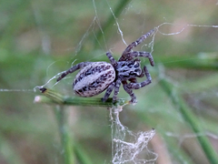 Stegodyphus lineatus